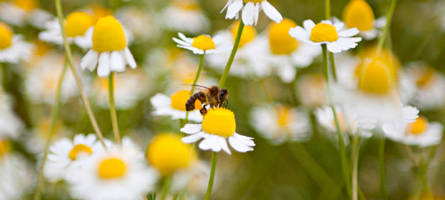 Yves Rocher celebra el Día del Medio Ambiente en su 60º Aniversario